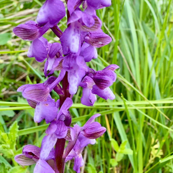 Anacamptis morio